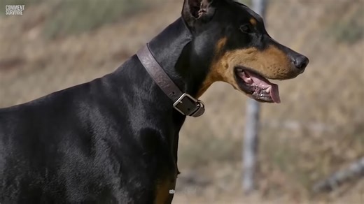 Pourquoi les chiens attaquent sans prévenir