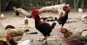 Kỹ thuật nuôi gà mía thả vườn vừa nhàn vừa cho hiệu quả kinh tế cao