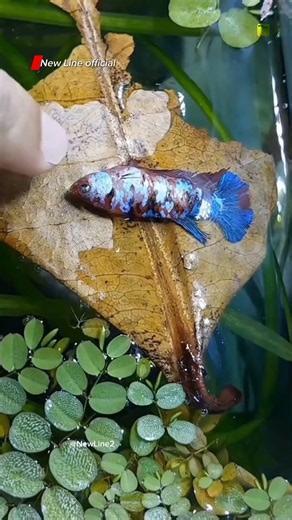Why Betta Fish Sleep On Leaves Outside Water