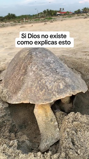 6.2K views · 26 reactions | La #naturaleza es perfecta | Arteck | Facebook