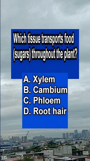 Phloem | Plant Transport System