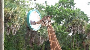 327K views · 593 reactions | Jumanji was super curious about this mirror enrichment! The mirror was donated as part of our Christmas in July Enrichment Drive by longtime Zoo friend and supporter Tanya Glass. #NaplesZoo #Giraffe #Enrichment | Naples Zoo at Caribbean Gardens | Facebook