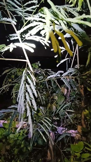 🐍Dendrelaphis Pictus/Ular Tali Picis . 🐍