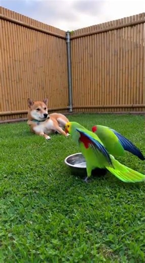 Dog Gets Ambushed by Parrot from the Fence — Too Funny!