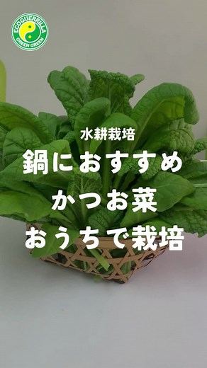 水耕栽培で家庭菜園のかつお菜を育てよう