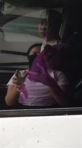 Grooming Tips for Your Himalayan Cat