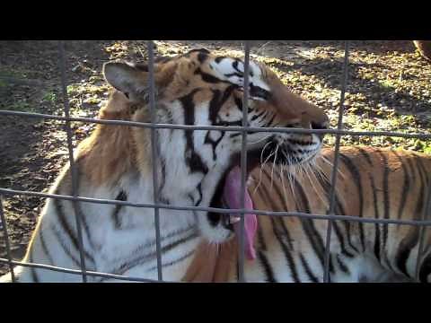 FUNNY TIGER TALK!