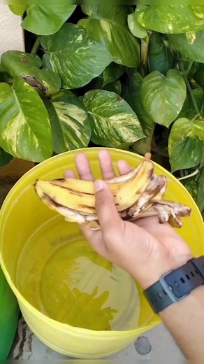 20K views · 357 reactions | 03 best fertilizer your plants need // NPK for plants #fertilizer #npk #organic #gardening #tips #terracegarden #fbreels | Gardening Aasaan Hai | Facebook