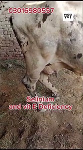 Vit E and Selinium Deficiency