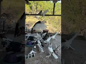 Pigeon Lofts: The Ultimate Setup Guide