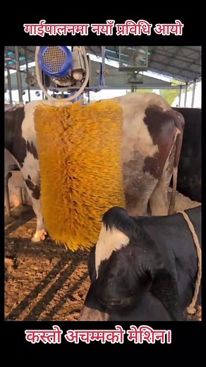 Effective Udder Cleaning Techniques for Dairy Cows