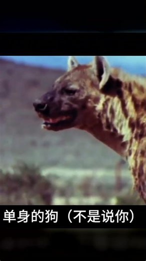 動物喝醉了！酗酒后的反應讓人哈哈大笑！太逗趣了！ #动物世界 #动物解说 #科普 #纪录片 #搞笑