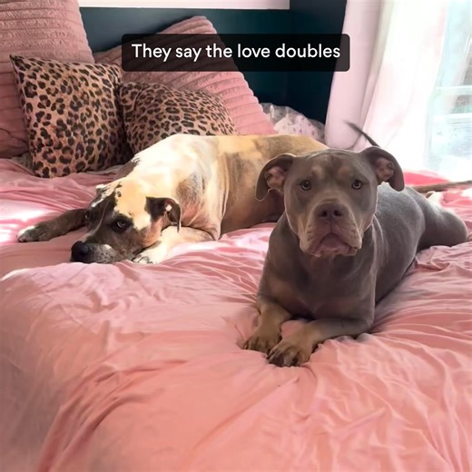 Two pups shouldn’t mean twice the gas. 😣 Keep their tummy on track with Zesty Paws Probiotic Bites. Each tasty soft chew supports their overall gut health, digestive function, and immune system—for less gas, more comfort. 🧡 | Zesty Paws