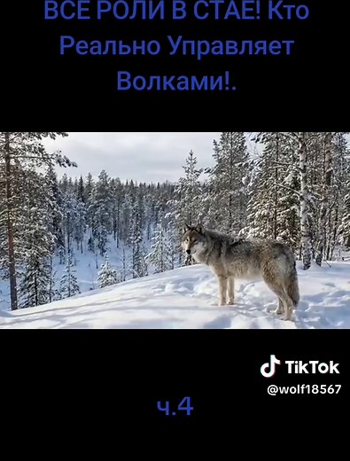 Understanding Wolf Pack Roles and Dynamics