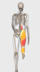 The animation here is just showing the muscles in the thigh, leg, and hip that are involved in walking. Obviously walking is a whole-body movement and plenty of other muscles are active, but this video isn’t showing every single one. It’s just highlighting what’s happening in this region. I’m sure some people will want to chip in and say there are more muscles involved – yes, there are, but this video is focused on what you see here. | Bradley Blair Osteopath