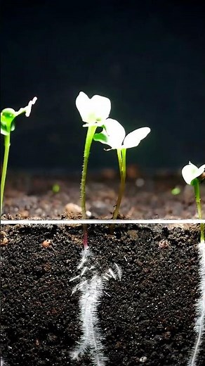 Radish Growing 🌱 Time Lapse 😍