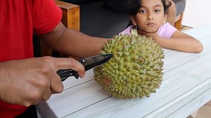 20K views · 449 reactions | Durian Katanya Tidak Ada Rasanya Ko Habis  #garden #gardening #Grafting #durianlovers #durian | Grafting Examples | Facebook