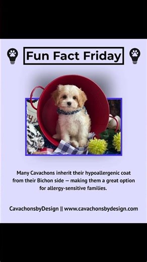 Cavachons: The Perfect Hypoallergenic Companion for Dog Lovers #Cavachons #HypoallergenicDogs