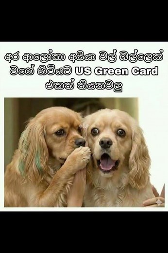 බුකියේ රස කතා අද 😂 | HC Fun Memes 🤣 #sinhala #shorts #memes Episode 2185 #athalmemes #shorts