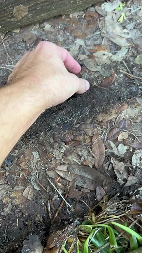 i found a mole this morning while on my bike ride!! 😍 | mole