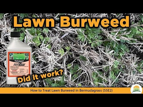 How to Treat Lawn Burweed in Bermudagrass ☀️ (S5E2)