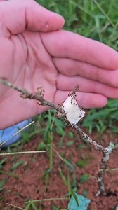 The ant colony has exploded in population #ANTS #redneck #science #comedy | The Clueless 2