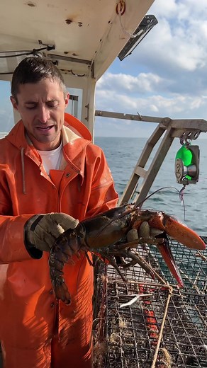 Here are 2 of many things done in Maine to ensure the lobster population is #sustainable #fishing #lobster #ocean #seafood #interesting #didyouknow #education #educate #fy #fyp #lobster #lobsterfishing #lobstertok #gulfofmaine #maine #207 #commercialfishing #🦞