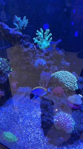 Anemone Split Alert 😁💪 Btw, I Keep track of all my livestock, water parameters, dosing, and more from the @aquabuildr App! Download it FREE! Reef tank powered by @seachem_laboratories & @aqua.vitro Dosing: #SeachemFusion 1&2 #SeachemNitrogen #SeachemPhosphorus #AquavitroIons #AquavitroFuel #AquavitroSalinity By way of #AquavitroSentiaDoser #aquabuildr #aquabuildrapp #saltwateraquarium #saltwaterreeftank #saltwatertank #reeftank #aquarium #aquariumhobby #reeftank #reefaqaurium #reefers #saltwat