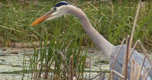 Encounters at Ladd Marsh Wildlife Area