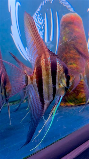 1.5K reactions · 36 shares | Sevilla Discus on Reels | Facebook