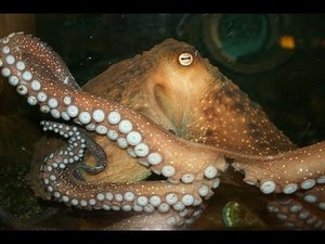 Life of an Octopus