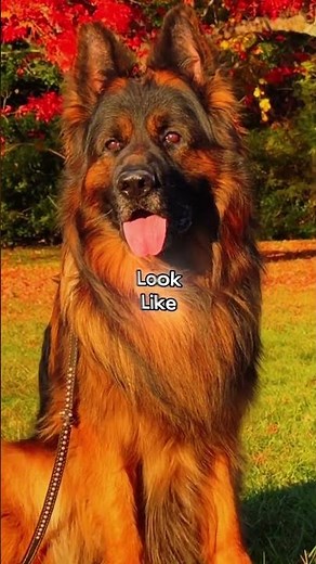 Top Dog Trainer Reveals BEST Way to Train Your German Shepherd