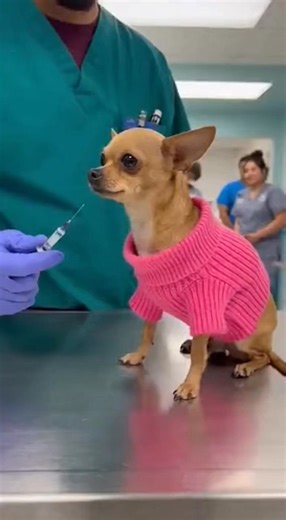 PINK SWEATER CHIHUAHUA SCREAMS THEN FREEZES MID-HOWL 😱🐶💉 TABLE SPIN TOTAL CLINIC MELTDOWN 😂 #ChihuahuaDrama #PinkSweater #VetRoomChaos #viralvideochallenge #reelsfypシ #viral #trendingvideo | Fluffy Moments