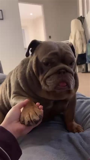 Nigel the Princess Bulldog: A Cuteness Overload