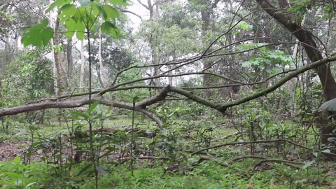 Primitive Technology: Earth Wall Hut