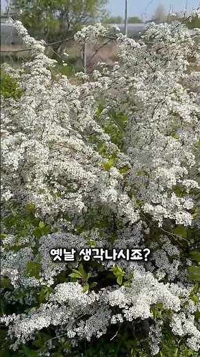 이 꽃 보면 옛날 생각 납니다 조팝나무 이름의 비밀