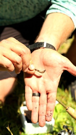 How to put a Worm on a HOOK