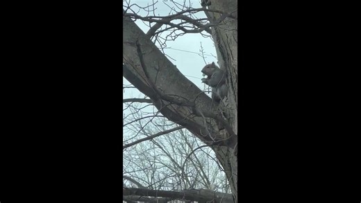 Curious squirrel unwraps and enjoys a lollipop in Blissfield, Michigan, USA