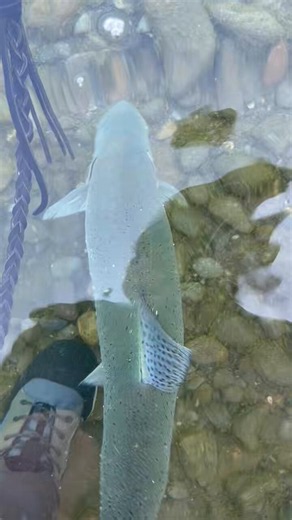 穴子やってから洞爺湖へ良いコンディションのニジマス釣れてくれた‼️73cmのおデブちゃんレイクジー991だとまだ余裕があるねトルクのある引きが楽しすぎ👍