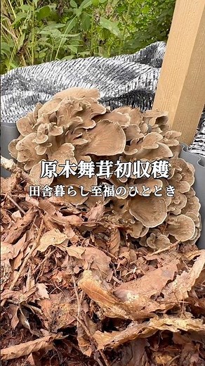 舞茸栽培成功！美味しい舞茸収穫と森のきのこ😊#舞茸 #きのこ栽培 #田舎暮らし #山暮らし #自給自足 #移住