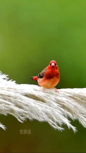 6.7K views · 370 reactions | The Red-headed Finch. #Red-headedFinch #BirdPhotography | Wild Realm | Facebook