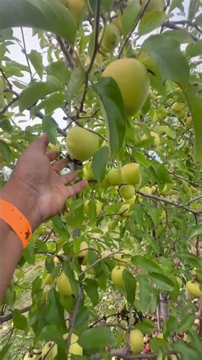 Streetside Apple Trees Unbelievable #shortsfeed
