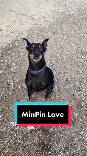 Meet Bella: The Queen Bee of MinPin and Doberman Rescues