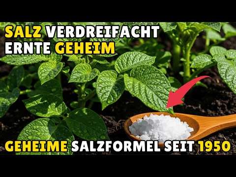 Ein Löffel Salz verdreifacht deine Ernte — Diese Bauern-Methode ist seit 1950 verboten