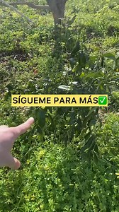 762K views · 5.2K reactions | ¿Árbol de Cítrico amarillo?#elmanualdelagricultor #frutaselmanualdelagricultor #agriculturaespañola #truco #citricos | Manual del Agricultor | Facebook