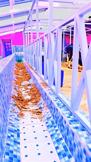 Farming Mode-ON on Instagram: "Some farmers are extra serious in their dairy farming practices. This is a dairy farm that's tiled and painted better than some of your houses😂😂. No offense! Ladies and Gentlemen, Paulito Dairy Farm in Kenya. What are the importances of these aesthetics to the production of a dairy cow? #dairy #dairyfarm #dairyfarming #milk #milkproduction #innovation #smartagriculture #AgriBusiness #FarmSmart #ModernFarming"