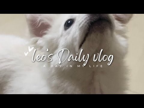 Leo the Puppy’s Daily Vlog | Cute & Funny Moments #viral