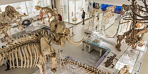 Treasures of the Museum of Zoology