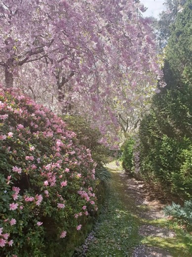 🌸🌸🌸🌸🌸🌸🌸🌸🌸🌸🌸🌸🌸🌸🌸🌸🌸🌸🌸🌸💐💐💐💐💐💐💐💐💐💐💐💐💐💐💐💐💐💐💐💐 Q: Ask me a question 🍃 CR🎥: @SqueakWithC💕 This video features only food-grade cornstarch that is completely safe for human consumption in small amounts. Everything shown is edible and has been prepared specifically for ASMR and sensory content. This content is not intended to promote disordered eating, dangerous behavior, or any kind of challenge. I am fully aware of the risks of overconsumption and do not recomm