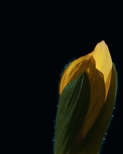 Donate now to fund better treatments for all Canadians affected by cancer. Help hope bloom. | Canadian Cancer Society